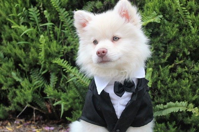 Dogs & Weddings: Tips For Your Fur Baby